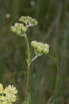 Largeflower milkweed